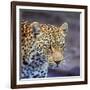 A Leopard Hunting in a Forest in Kenya-John Alves-Framed Photographic Print