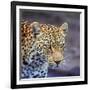 A Leopard Hunting in a Forest in Kenya-John Alves-Framed Photographic Print