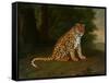 A Leopard in a Landscape-Jacques-Laurent Agasse-Framed Stretched Canvas