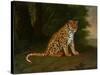 A Leopard in a Landscape-Jacques-Laurent Agasse-Stretched Canvas
