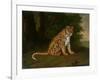 A Leopard in a Landscape-Jacques-Laurent Agasse-Framed Giclee Print