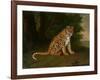 A Leopard in a Landscape-Jacques-Laurent Agasse-Framed Giclee Print