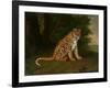 A Leopard in a Landscape-Jacques-Laurent Agasse-Framed Giclee Print