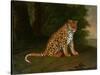 A Leopard in a Landscape-Jacques-Laurent Agasse-Stretched Canvas