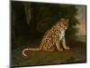 A Leopard in a Landscape-Jacques-Laurent Agasse-Mounted Premium Giclee Print