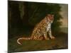 A Leopard in a Landscape-Jacques-Laurent Agasse-Mounted Giclee Print