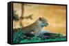 A Leopard Laying on a Log Next to a River in the Samburu National Preserve, Kenya-John Alves-Framed Stretched Canvas