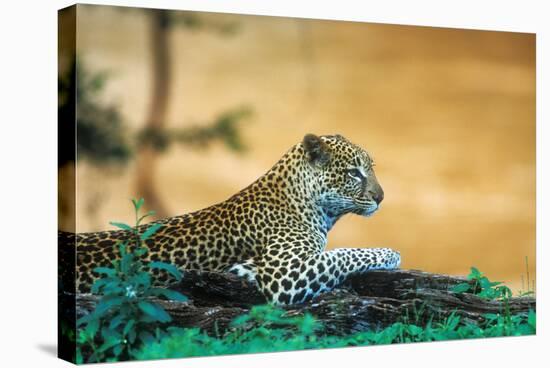 A Leopard Laying on a Log Next to a River in the Samburu National Preserve, Kenya-John Alves-Stretched Canvas