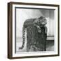 A Leopard Lying on the Top of a Tree Stump with its Tail Dangling down Behind, London Zoo, 1931 (B/-Frederick William Bond-Framed Giclee Print