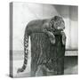 A Leopard Lying on the Top of a Tree Stump with its Tail Dangling down Behind, London Zoo, 1931 (B/-Frederick William Bond-Stretched Canvas