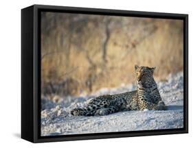 A Leopard, Panthera Pardus Pardus, Rests on a Dirt Road in Etosha National Park at Sunset-Alex Saberi-Framed Stretched Canvas