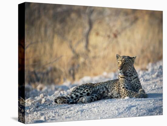 A Leopard, Panthera Pardus Pardus, Rests on a Dirt Road in Etosha National Park at Sunset-Alex Saberi-Stretched Canvas