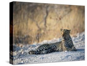 A Leopard, Panthera Pardus Pardus, Rests on a Dirt Road in Etosha National Park at Sunset-Alex Saberi-Stretched Canvas