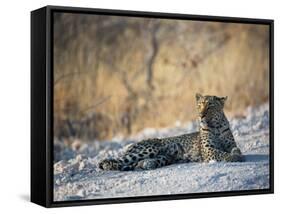 A Leopard, Panthera Pardus Pardus, Rests on a Dirt Road in Etosha National Park at Sunset-Alex Saberi-Framed Stretched Canvas