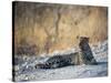 A Leopard, Panthera Pardus Pardus, Rests on a Dirt Road in Etosha National Park at Sunset-Alex Saberi-Stretched Canvas