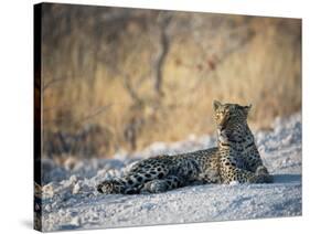 A Leopard, Panthera Pardus Pardus, Rests on a Dirt Road in Etosha National Park at Sunset-Alex Saberi-Stretched Canvas