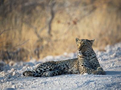 https://imgc.allpostersimages.com/img/posters/a-leopard-panthera-pardus-pardus-rests-on-a-dirt-road-in-etosha-national-park-at-sunset_u-L-PU75L10.jpg?artPerspective=n