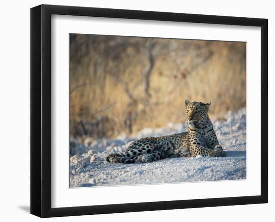 A Leopard, Panthera Pardus Pardus, Rests on a Dirt Road in Etosha National Park at Sunset-Alex Saberi-Framed Photographic Print