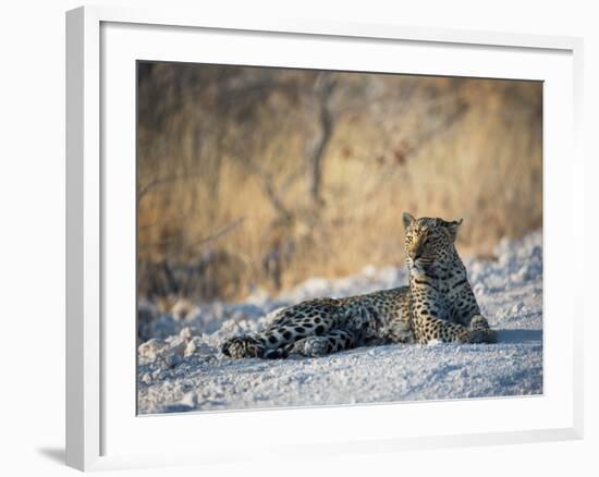 A Leopard, Panthera Pardus Pardus, Rests on a Dirt Road in Etosha National Park at Sunset-Alex Saberi-Framed Photographic Print