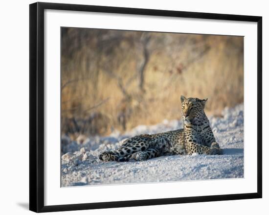 A Leopard, Panthera Pardus Pardus, Rests on a Dirt Road in Etosha National Park at Sunset-Alex Saberi-Framed Photographic Print