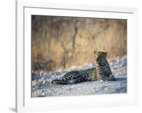 A Leopard, Panthera Pardus Pardus, Rests on a Dirt Road in Etosha National Park at Sunset-Alex Saberi-Framed Photographic Print