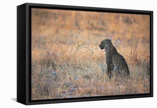 A Leopard, Panthera Pardus Pardus, Sits in Grass Aglow in the Setting Sun-Alex Saberi-Framed Stretched Canvas