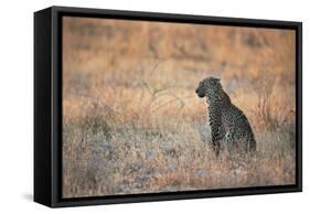 A Leopard, Panthera Pardus Pardus, Sits in Grass Aglow in the Setting Sun-Alex Saberi-Framed Stretched Canvas