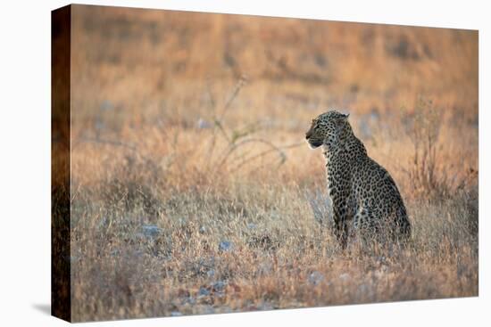 A Leopard, Panthera Pardus Pardus, Sits in Grass Aglow in the Setting Sun-Alex Saberi-Stretched Canvas