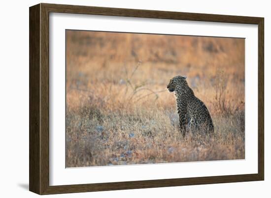 A Leopard, Panthera Pardus Pardus, Sits in Grass Aglow in the Setting Sun-Alex Saberi-Framed Photographic Print