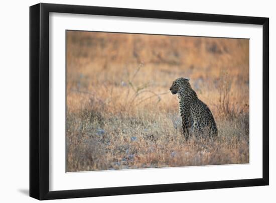 A Leopard, Panthera Pardus Pardus, Sits in Grass Aglow in the Setting Sun-Alex Saberi-Framed Photographic Print