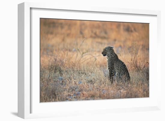 A Leopard, Panthera Pardus Pardus, Sits in Grass Aglow in the Setting Sun-Alex Saberi-Framed Photographic Print