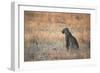 A Leopard, Panthera Pardus Pardus, Sits in Grass Aglow in the Setting Sun-Alex Saberi-Framed Photographic Print