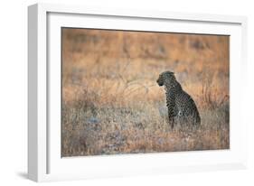 A Leopard, Panthera Pardus Pardus, Sits in Grass Aglow in the Setting Sun-Alex Saberi-Framed Photographic Print