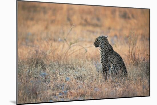 A Leopard, Panthera Pardus Pardus, Sits in Grass Aglow in the Setting Sun-Alex Saberi-Mounted Photographic Print