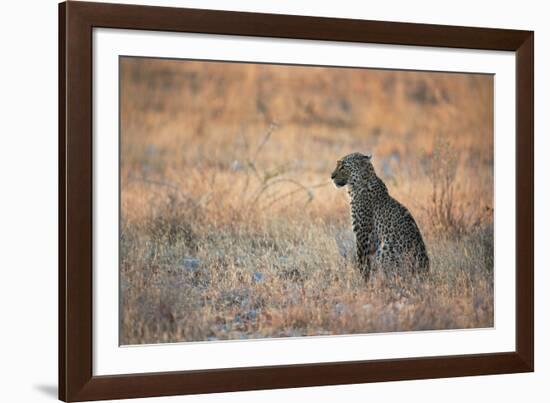 A Leopard, Panthera Pardus Pardus, Sits in Grass Aglow in the Setting Sun-Alex Saberi-Framed Photographic Print