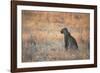 A Leopard, Panthera Pardus Pardus, Sits in Grass Aglow in the Setting Sun-Alex Saberi-Framed Photographic Print