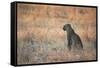 A Leopard, Panthera Pardus Pardus, Sits in Grass Aglow in the Setting Sun-Alex Saberi-Framed Stretched Canvas