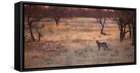 A Leopard, Panthera Pardus Pardus, Walks Through Grassland Aglow in the Setting Sun-Alex Saberi-Framed Stretched Canvas