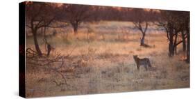 A Leopard, Panthera Pardus Pardus, Walks Through Grassland Aglow in the Setting Sun-Alex Saberi-Stretched Canvas