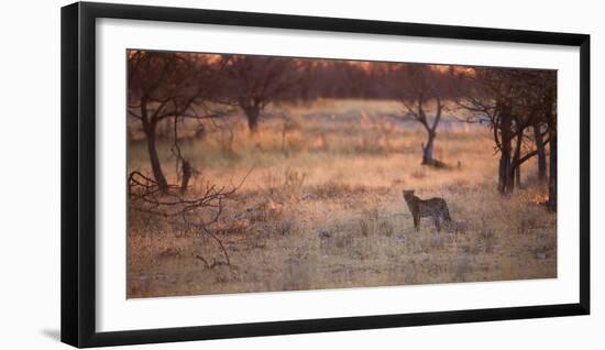 A Leopard, Panthera Pardus Pardus, Walks Through Grassland Aglow in the Setting Sun-Alex Saberi-Framed Photographic Print