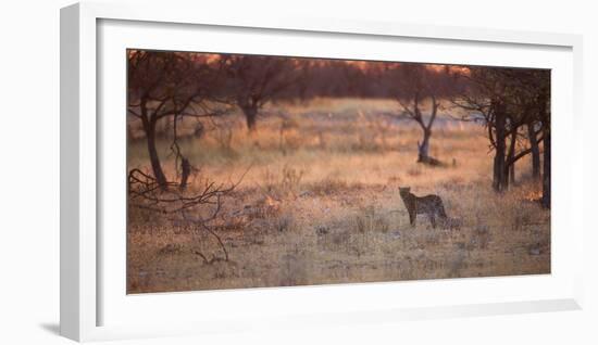 A Leopard, Panthera Pardus Pardus, Walks Through Grassland Aglow in the Setting Sun-Alex Saberi-Framed Photographic Print