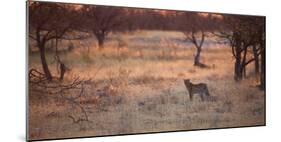 A Leopard, Panthera Pardus Pardus, Walks Through Grassland Aglow in the Setting Sun-Alex Saberi-Mounted Photographic Print