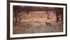 A Leopard, Panthera Pardus Pardus, Walks Through Grassland Aglow in the Setting Sun-Alex Saberi-Framed Photographic Print