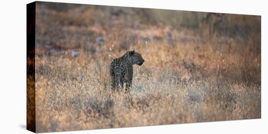 A Leopard, Panthera Pardus Pardus, Walks Through Grassland Aglow in the Setting Sun-Alex Saberi-Stretched Canvas