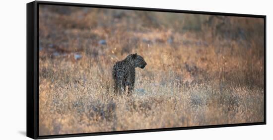 A Leopard, Panthera Pardus Pardus, Walks Through Grassland Aglow in the Setting Sun-Alex Saberi-Framed Stretched Canvas