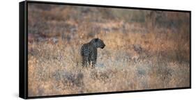 A Leopard, Panthera Pardus Pardus, Walks Through Grassland Aglow in the Setting Sun-Alex Saberi-Framed Stretched Canvas