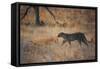 A Leopard, Panthera Pardus Pardus, Walks Through Grassland Aglow in the Setting Sun-Alex Saberi-Framed Stretched Canvas