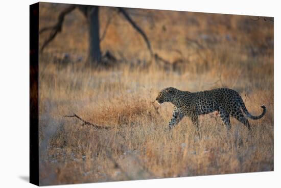 A Leopard, Panthera Pardus Pardus, Walks Through Grassland Aglow in the Setting Sun-Alex Saberi-Stretched Canvas