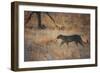 A Leopard, Panthera Pardus Pardus, Walks Through Grassland Aglow in the Setting Sun-Alex Saberi-Framed Photographic Print