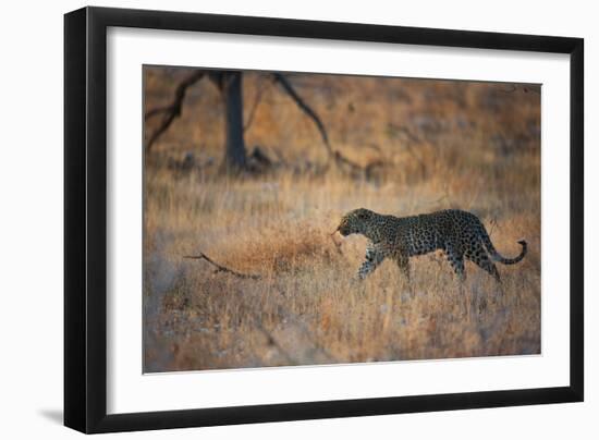 A Leopard, Panthera Pardus Pardus, Walks Through Grassland Aglow in the Setting Sun-Alex Saberi-Framed Photographic Print